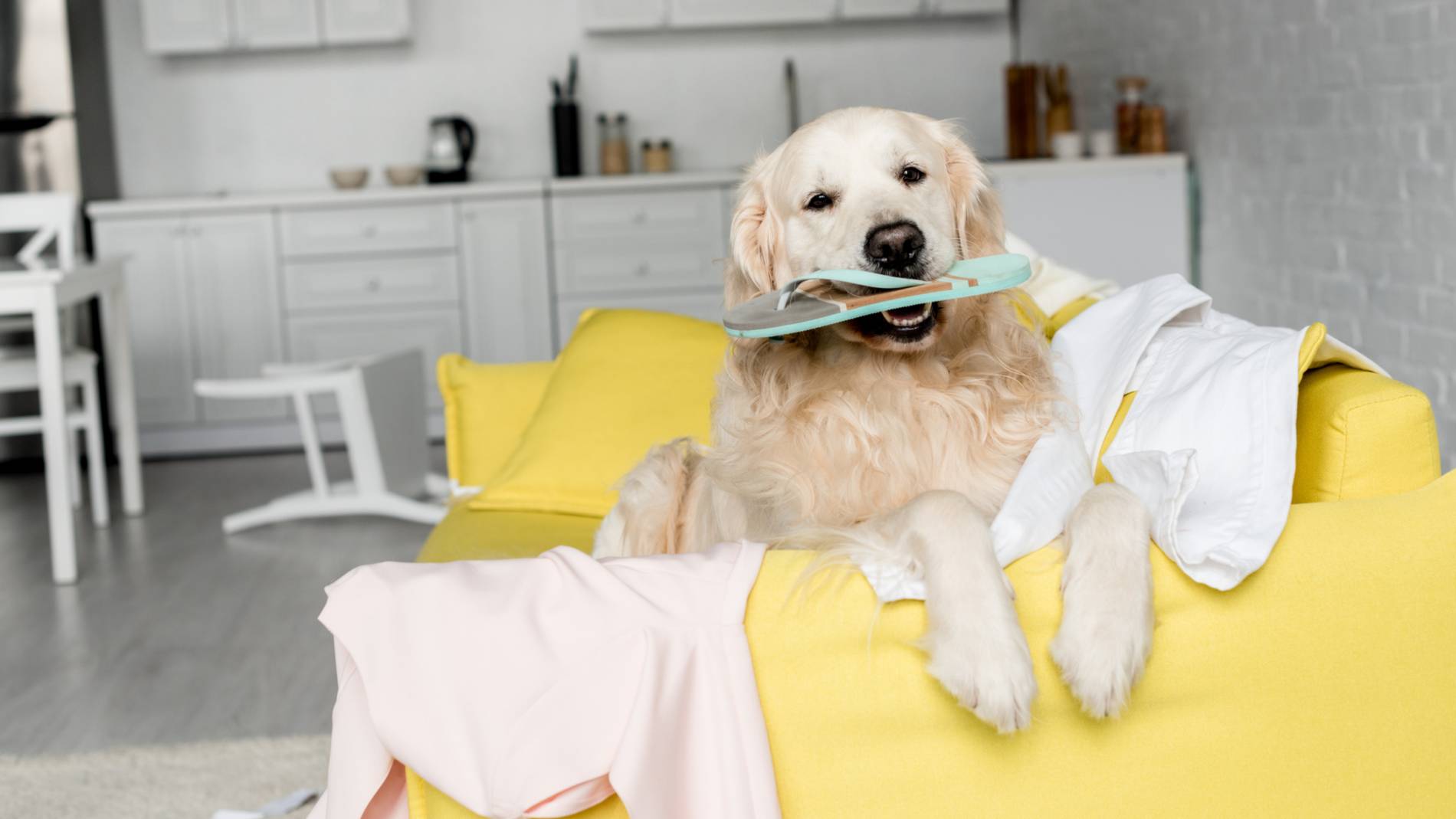 happy dog on couch