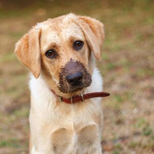 Adorable Labrador Retriever puppy with a muddy snout standing on grass.