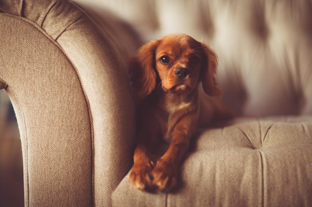dog, couch, brown dog, pet, canine, adorable, animal, cute, nature, domestic animal, fur, furniture, indoors, laying down, mammal, puppy, purebred, resting, seat, sofa, young, portrait, dog portrait