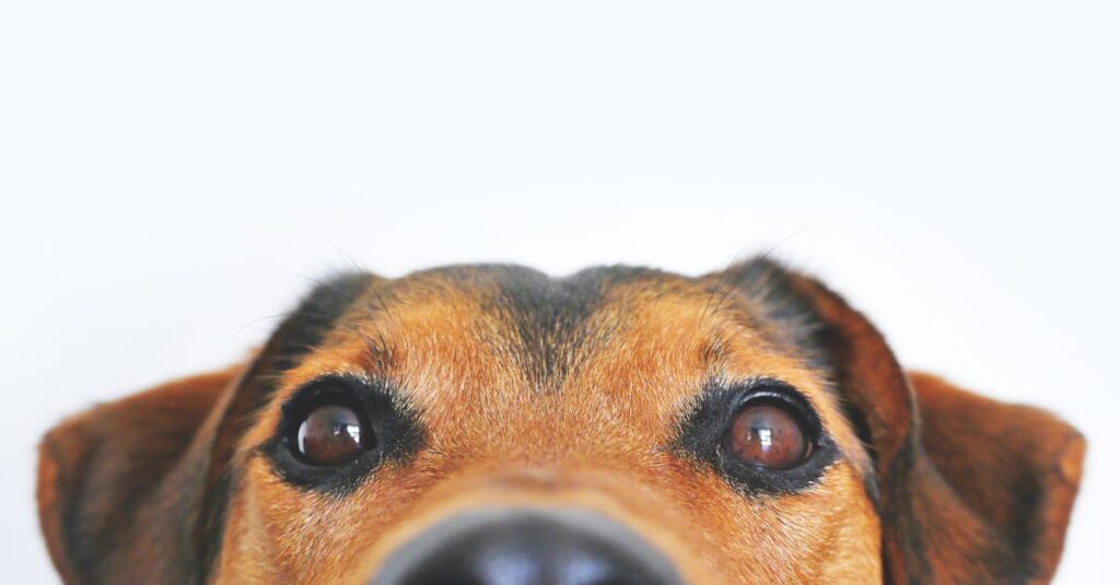 Adorable close-up of a brown dog's face with a curious expression and focus on its eyes and nose.