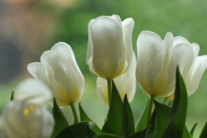 flowers, flower wallpaper, beautiful flowers, tulips, flower background, vegetable, petals, nature, flora, netherlands, bulb flowers, spring bloomer, spring, white tulips, white flowers